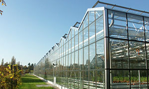 Gewächshausbau, Gewächshäuser, Gewächshausmodernisierung, Wartung Gewächshaus, Werder, Potsdam, Berlin, Brandenburg, Sachsen-Anhalt,