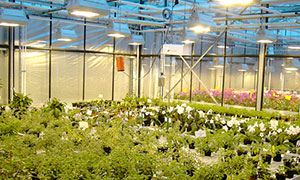 Gewächshausbau, Gewächshäuser, Gewächshausmodernisierung, Wartung Gewächshaus, Werder, Potsdam, Berlin, Brandenburg, Sachsen-Anhalt,